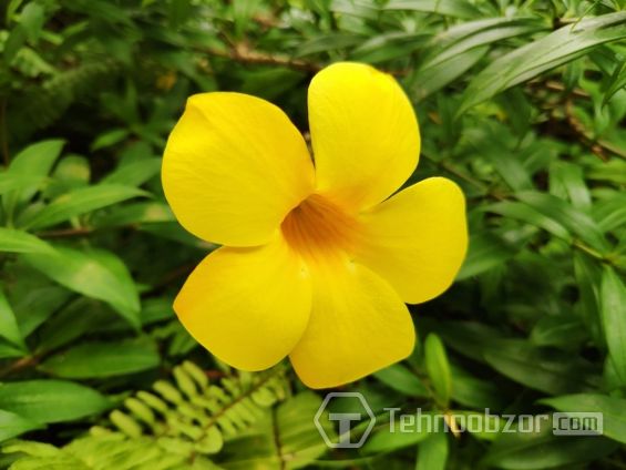 Цветок сфотографирован на основную камеру Xiaomi Pocophone F1