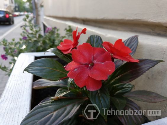 Цветок сфотографирован на камеру смартфона Meizu 15 Plus