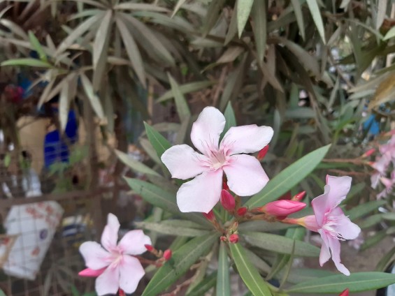 Фотография цветка, сделанная на камеру Samsung Galaxy A30