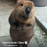 Крипто-бобр | Diary