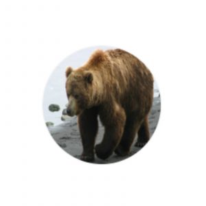 Lazybear