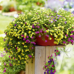 Вегетативные Черенки