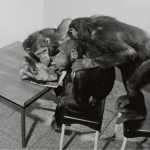 Реинкарнация Катаны